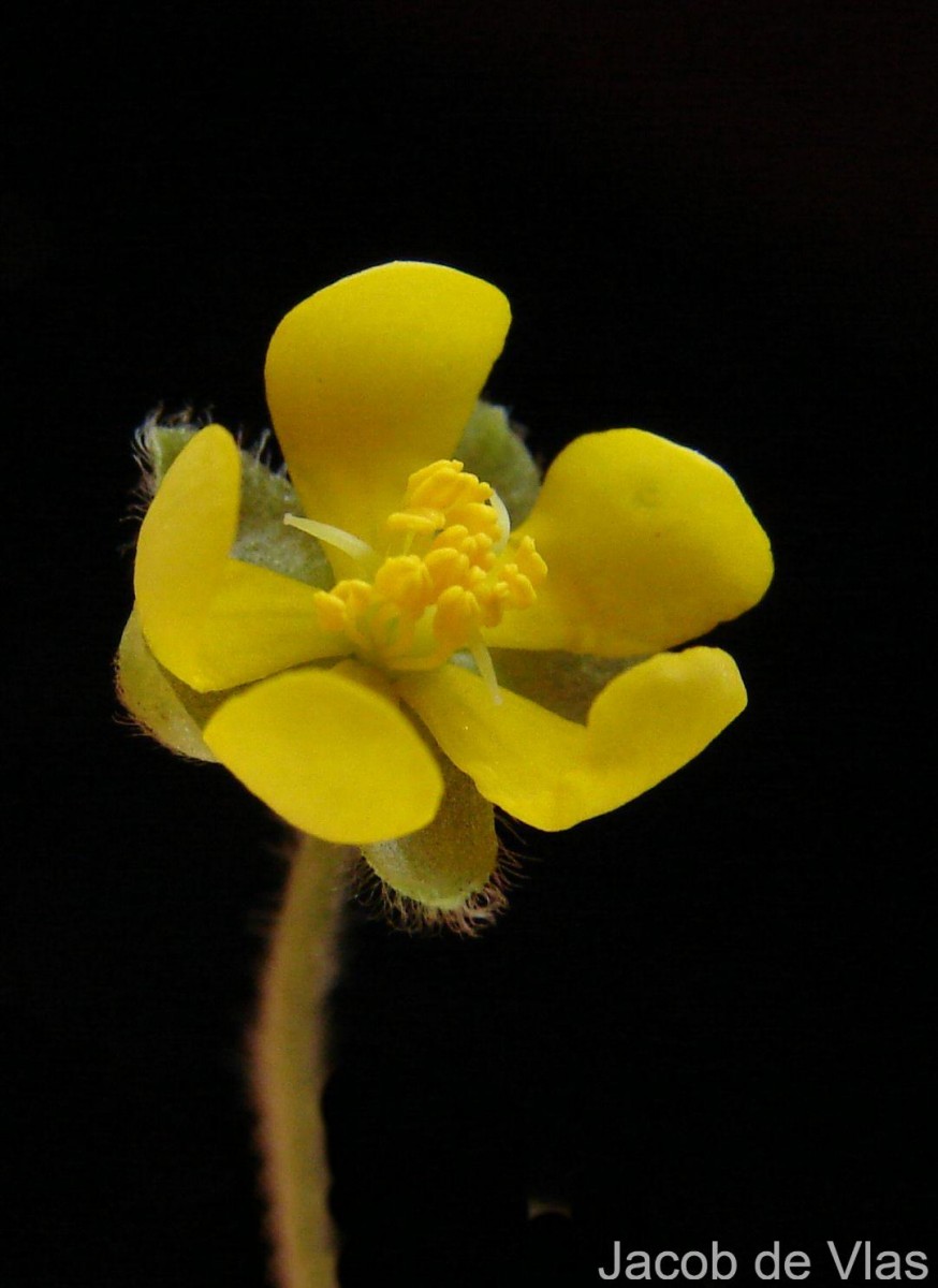 Acrotrema uniflorum Hook.